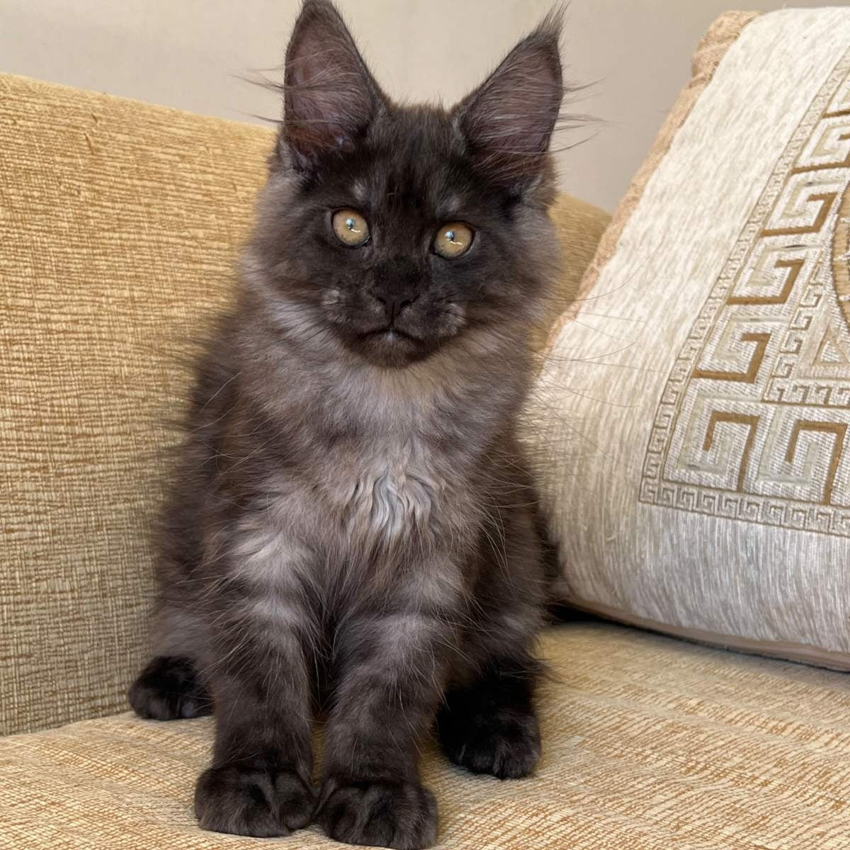 Atlantic Maine Coon female, black silver