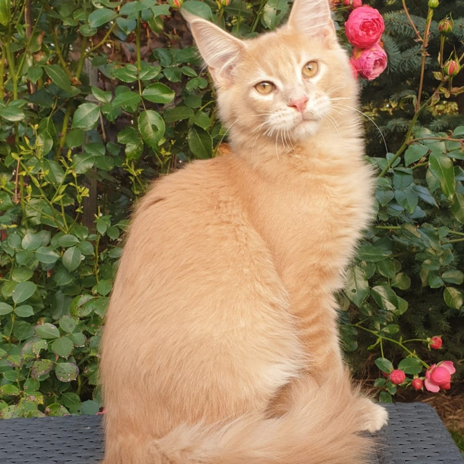 Hamilton Maine Coon male, cream ticked tabby