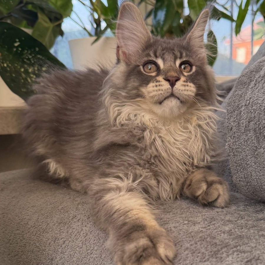 Courvosier Maine Coon male, blue silver ticked tabby