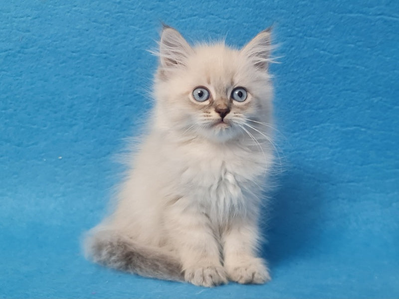 Angel Siberian male blue tabby pointed - live animals