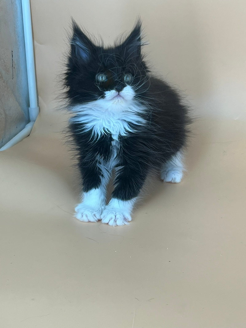 Berta Maine Coon female, black bicolour