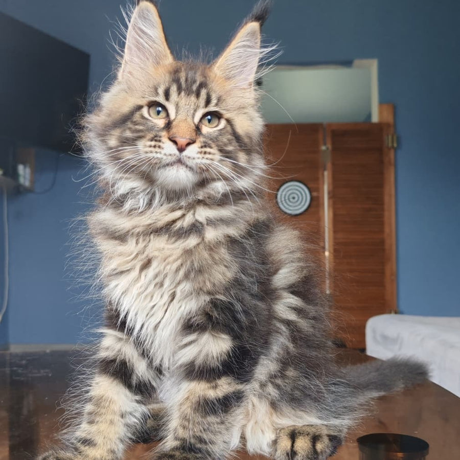 Robin Maine Coon male, black tabby