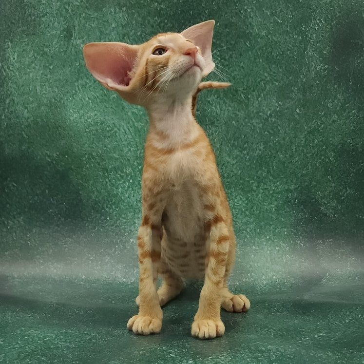 Zаnder Oriental Shorthair male, red spotted tabby