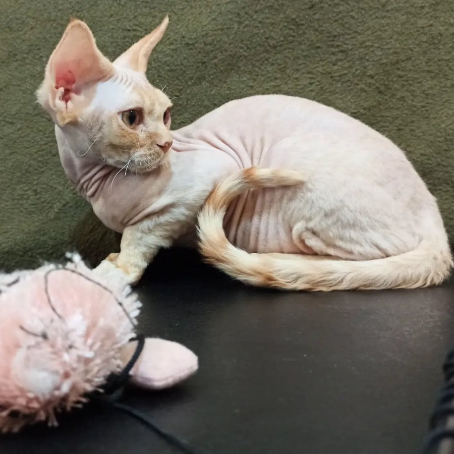 Edgar Devon Rex male, red bicolour tabby