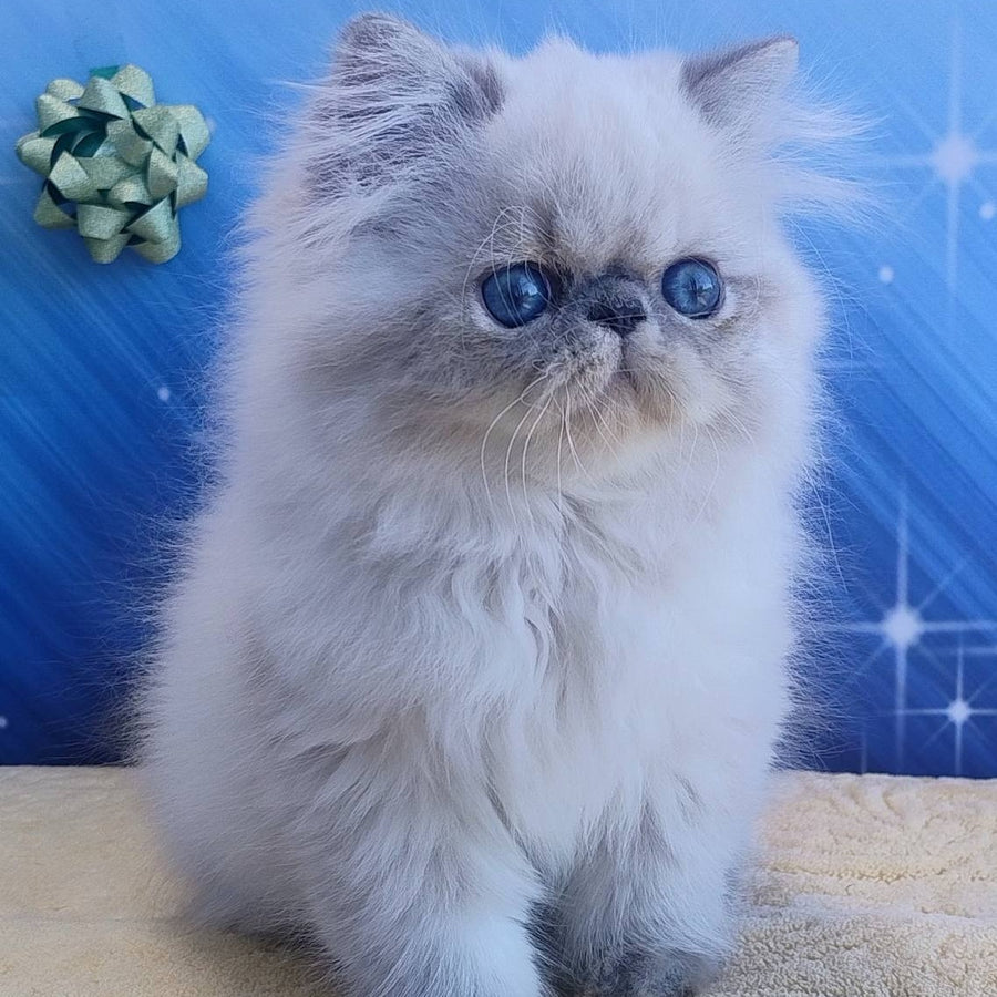 Hogan Persian male, blue tabby pointed