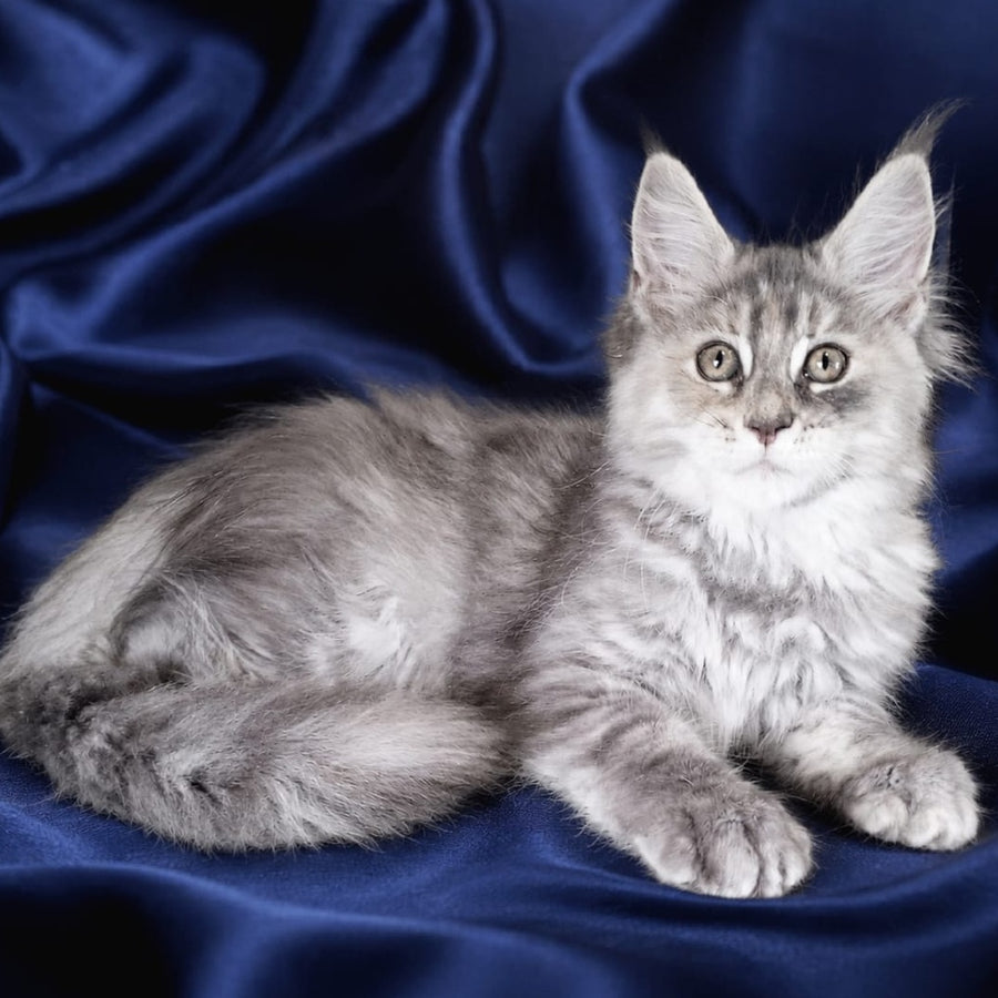 Vicky Maine Coon female, blue tortie silver tabby