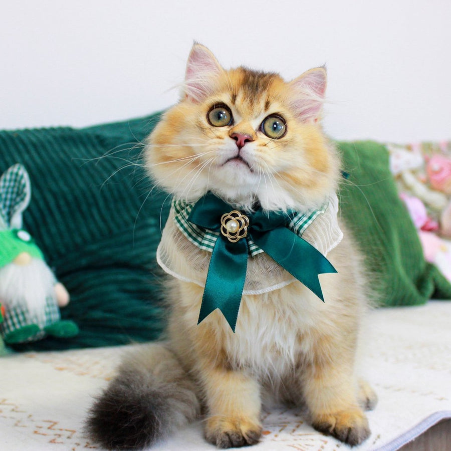 Oliver British Longhair male, black golden ticked tabby