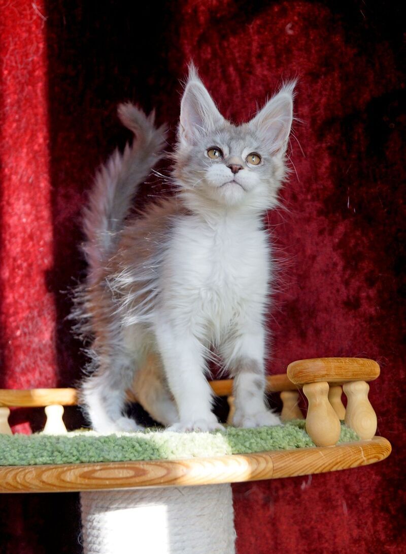 Korol Maine Coon male blue silver bicolour tabby - live animals