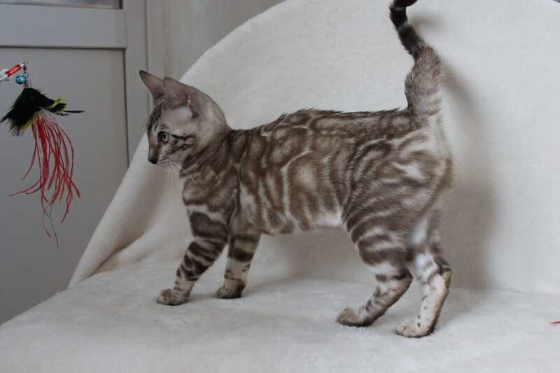 Tamila Bengal female, black spotted tabby pointed