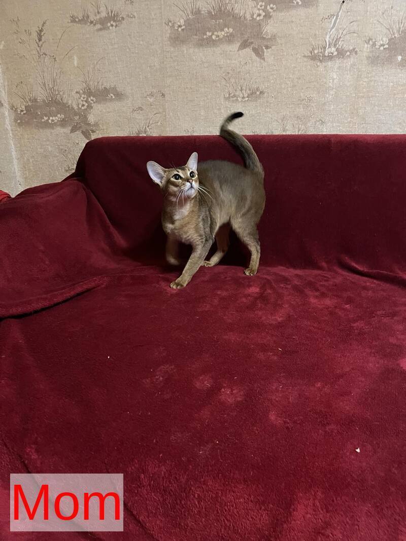 Betti Abyssinian female black - live animals