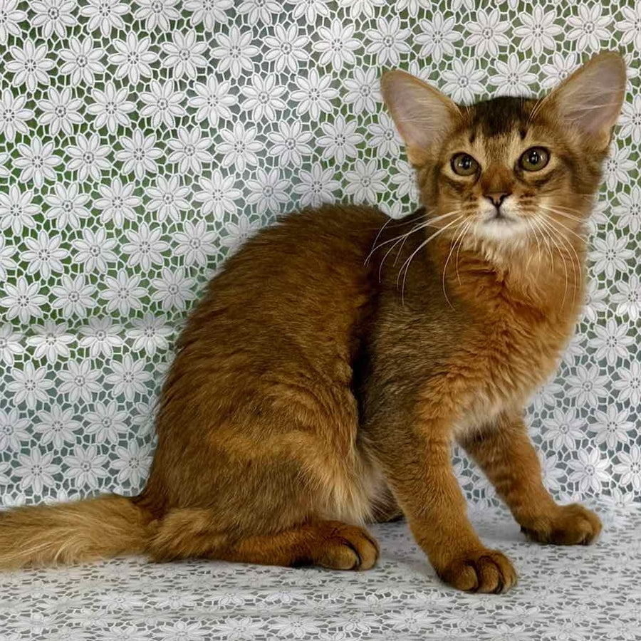 Dzhenifer Somali female, ruddy