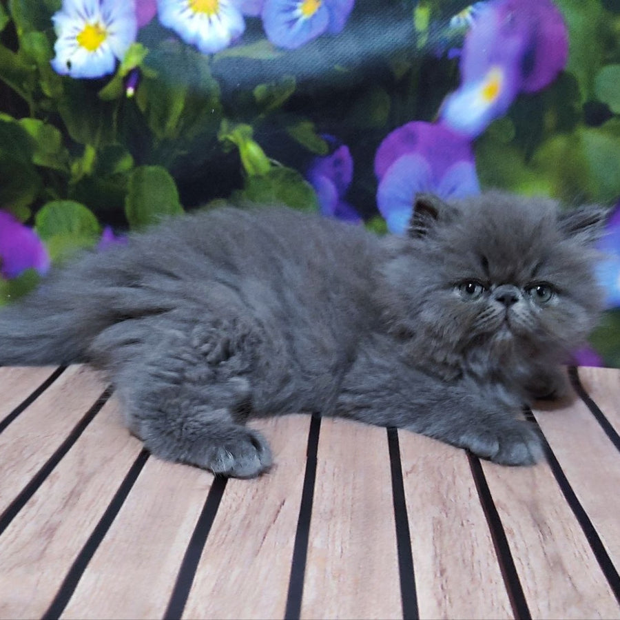 Sensey Persian male, blue