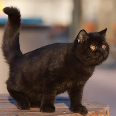 Charlie Exotic male, black