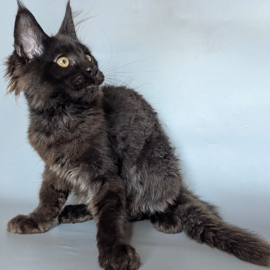 Kаssandra Maine Coon female, black