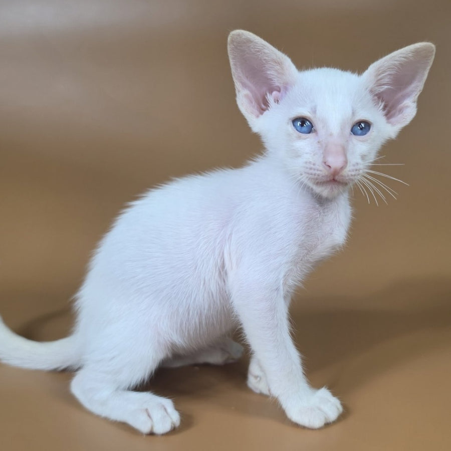 Draco Siamese male, red