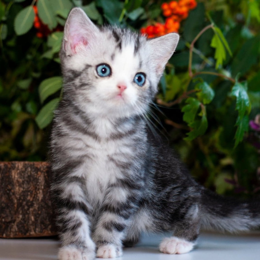 Yarilo British Shorthair male, black silver tabby