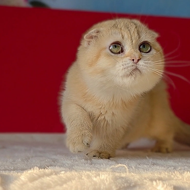 Freya Scottish Fold female, chocolate golden ticked tabby