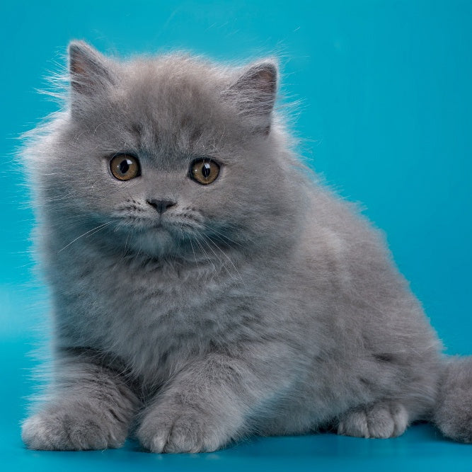 Ricky British Longhair male, blue