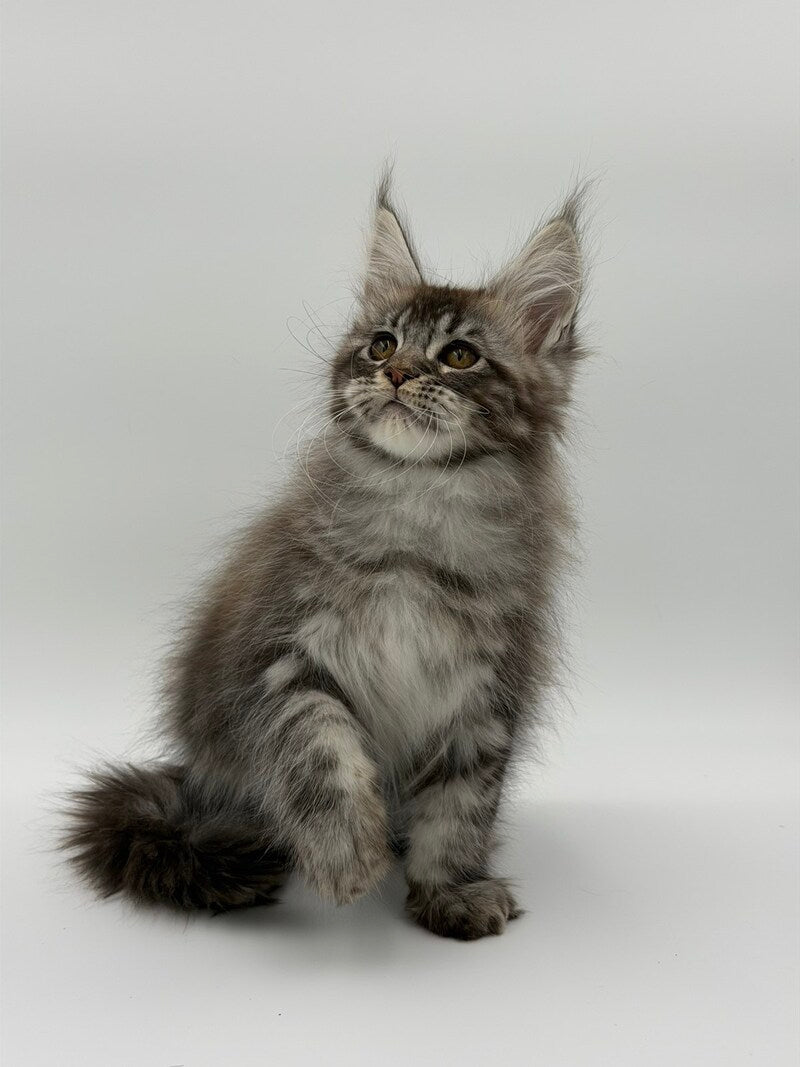 Kiss Maine Coon male black silver tabby - live animals