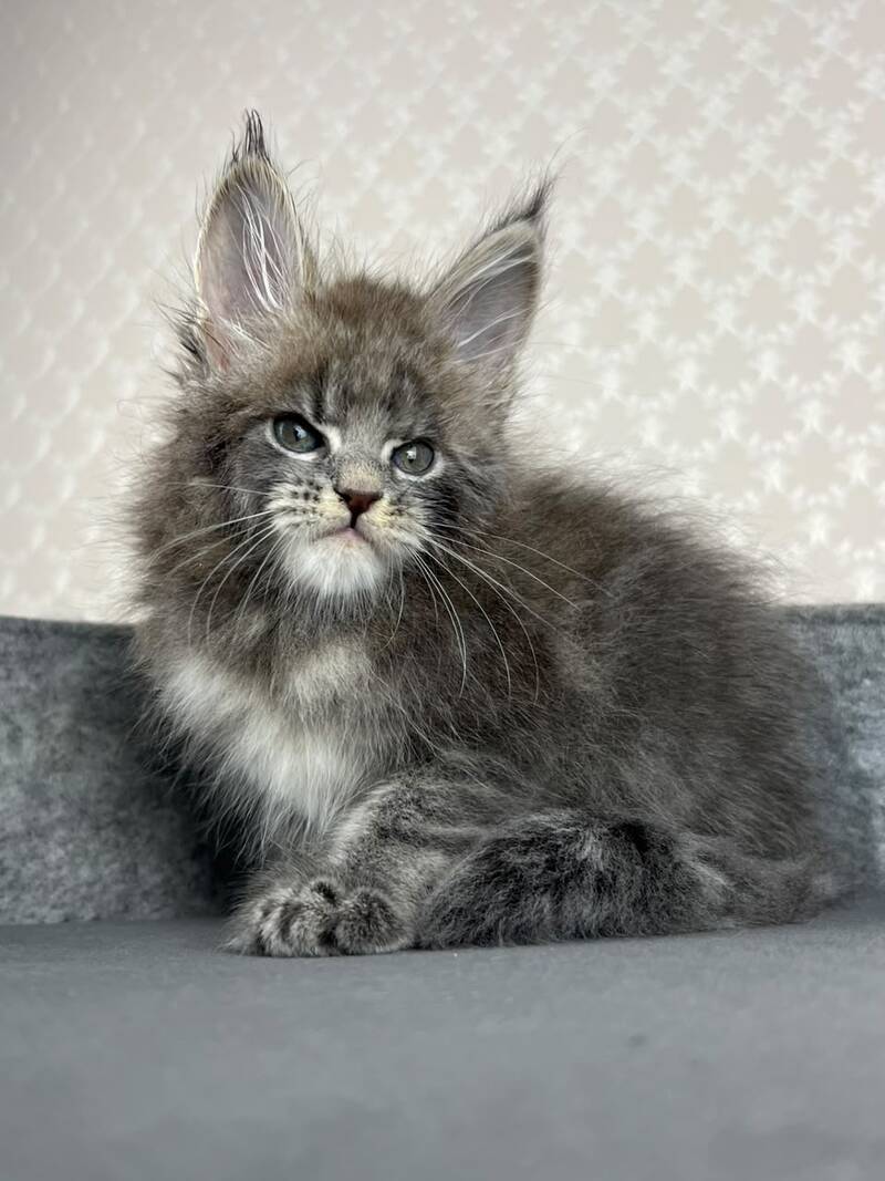 Paradise Maine Coon male, blue tabby
