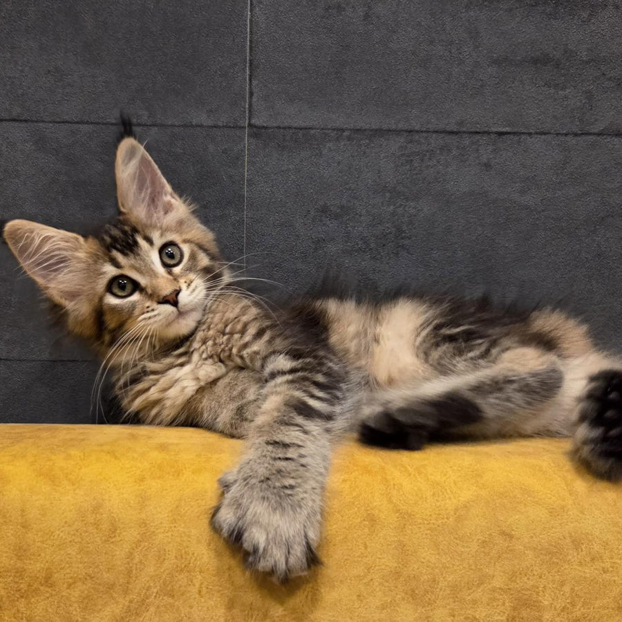 Ruslana Maine Coon polydactyl 6x6x6x6 female, black golden ticked tabby