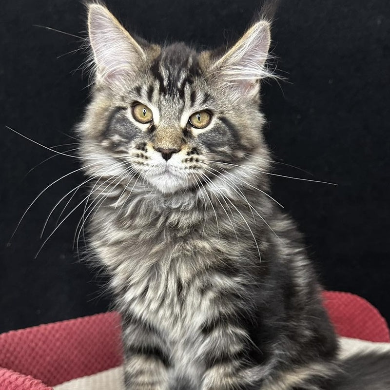Casper Maine Coon male, black tabby