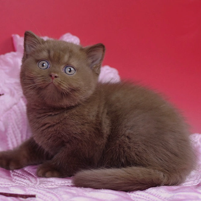 Elf British Shorthair female, cinnamon