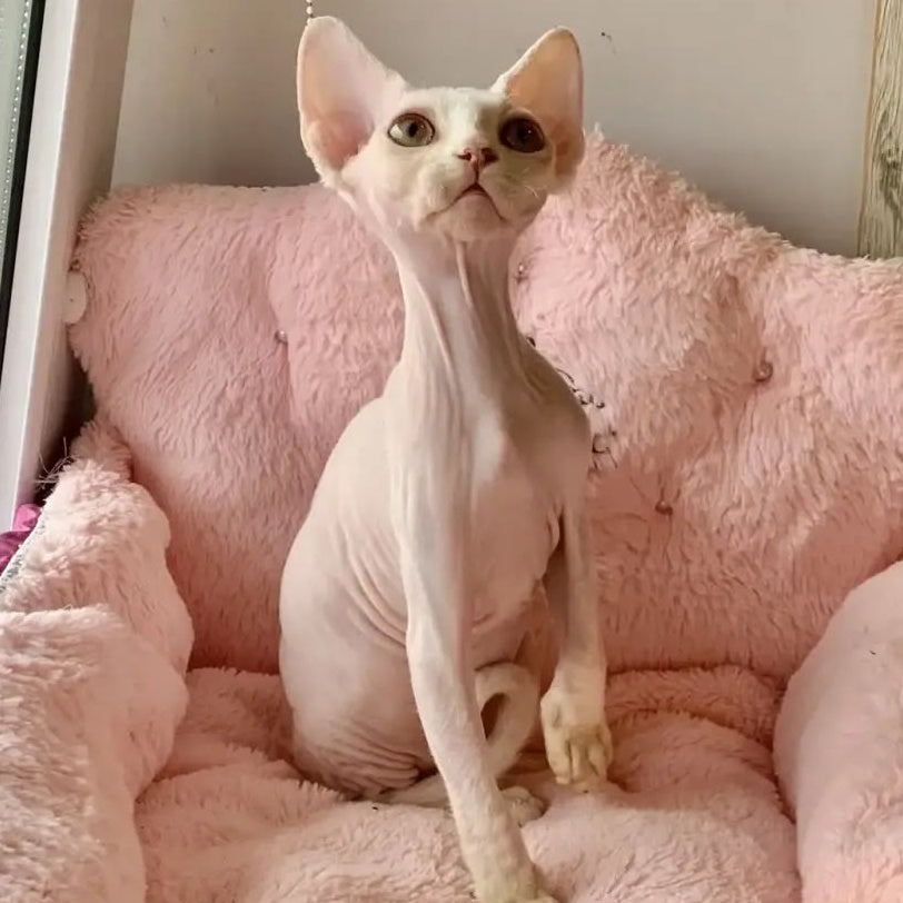 Zosya Devon Rex female, white