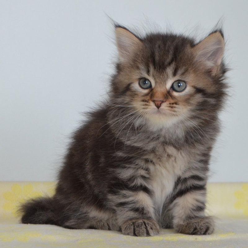 Tiffany Siberian female, black tabby