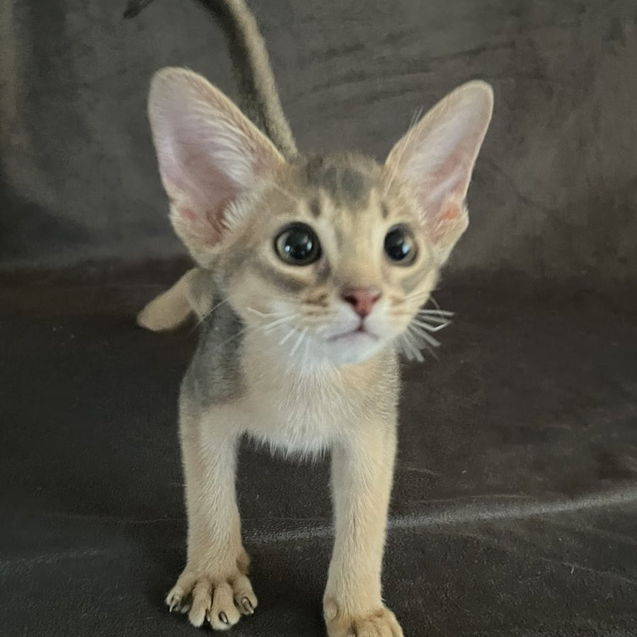 Fibi Abyssinian female, blue