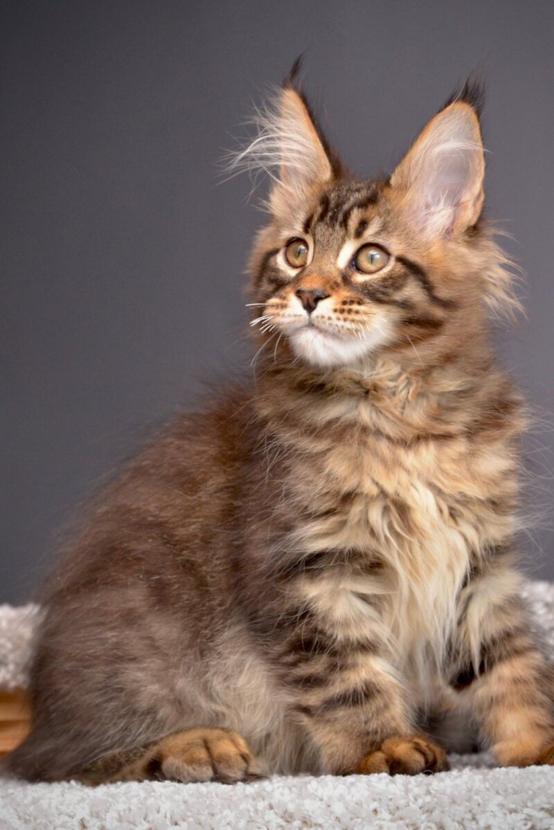 Whitewood Maine Coon male black tabby - live animals