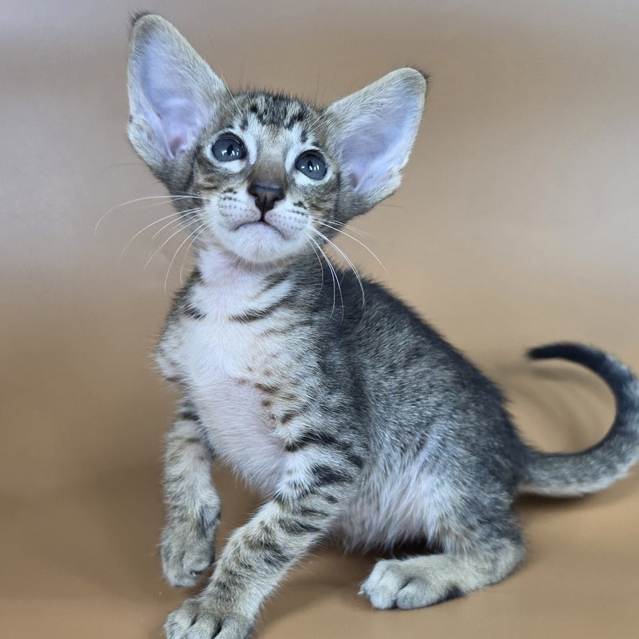 Brawnie Oriental Shorthair male, black spotted tabby
