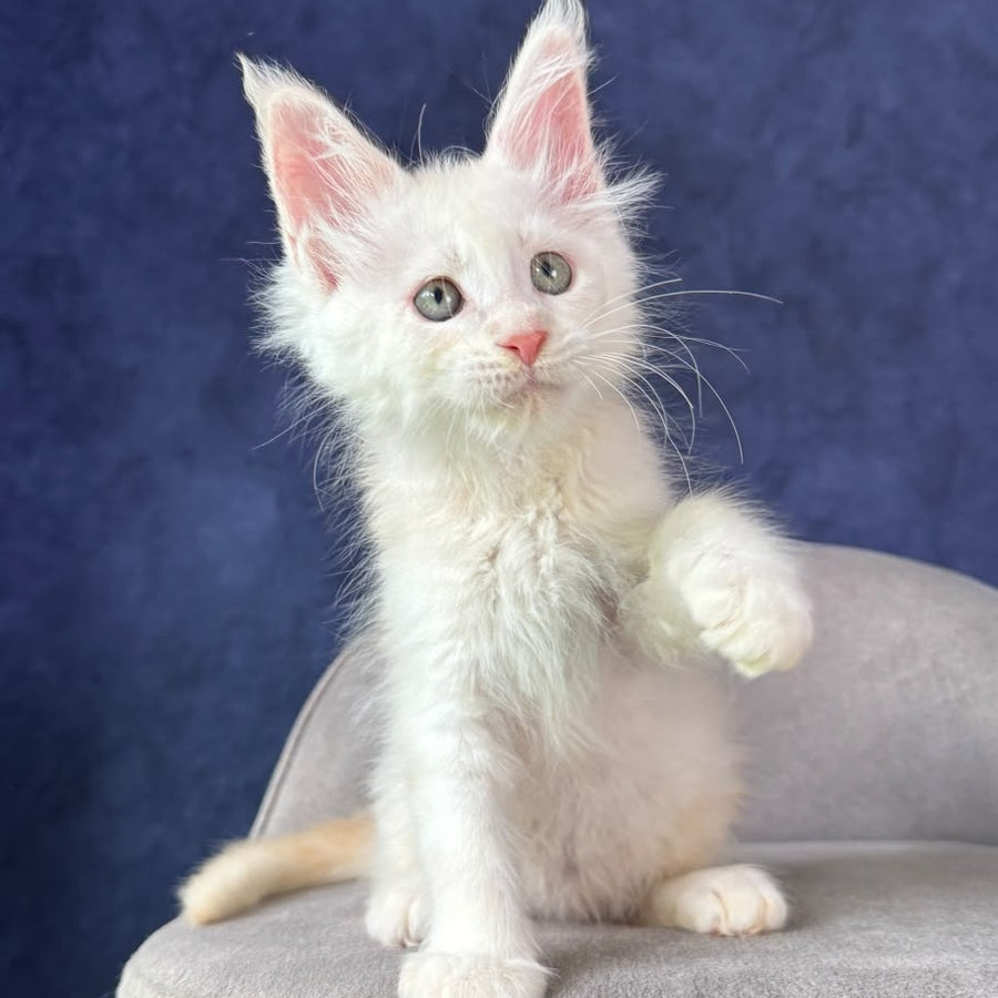 Taivar Maine Coon male, red silver shaded