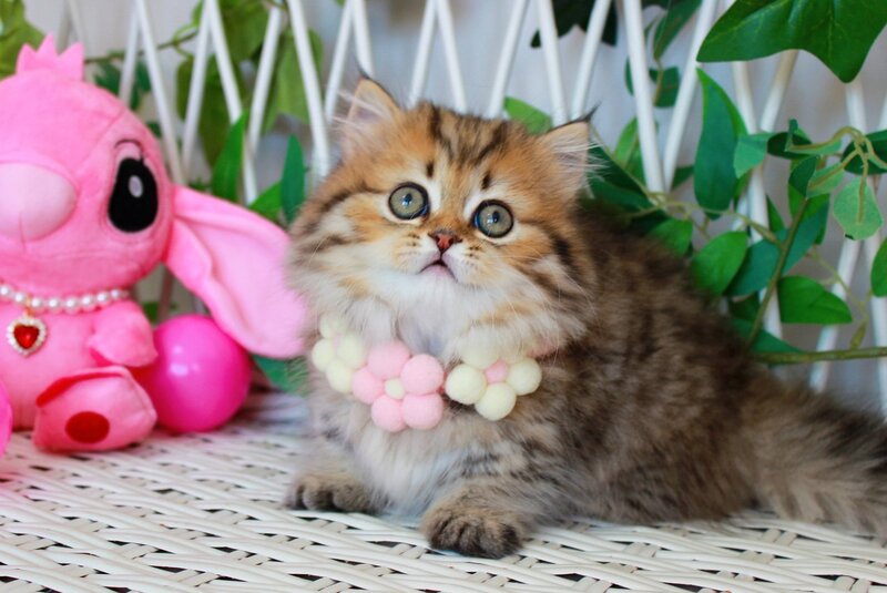 Fiona Munchkin female, chocolate golden spotted tabby