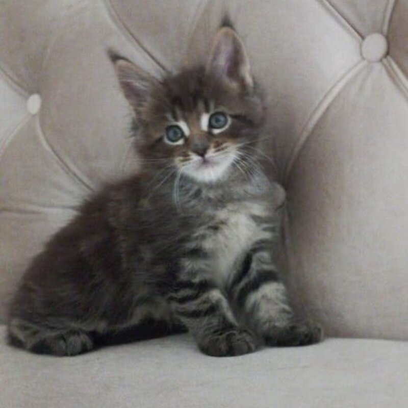 Norman Maine Coon male, black tabby