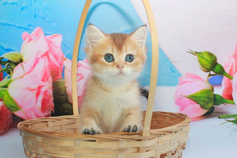 Marsik British Shorthair male, black golden shaded