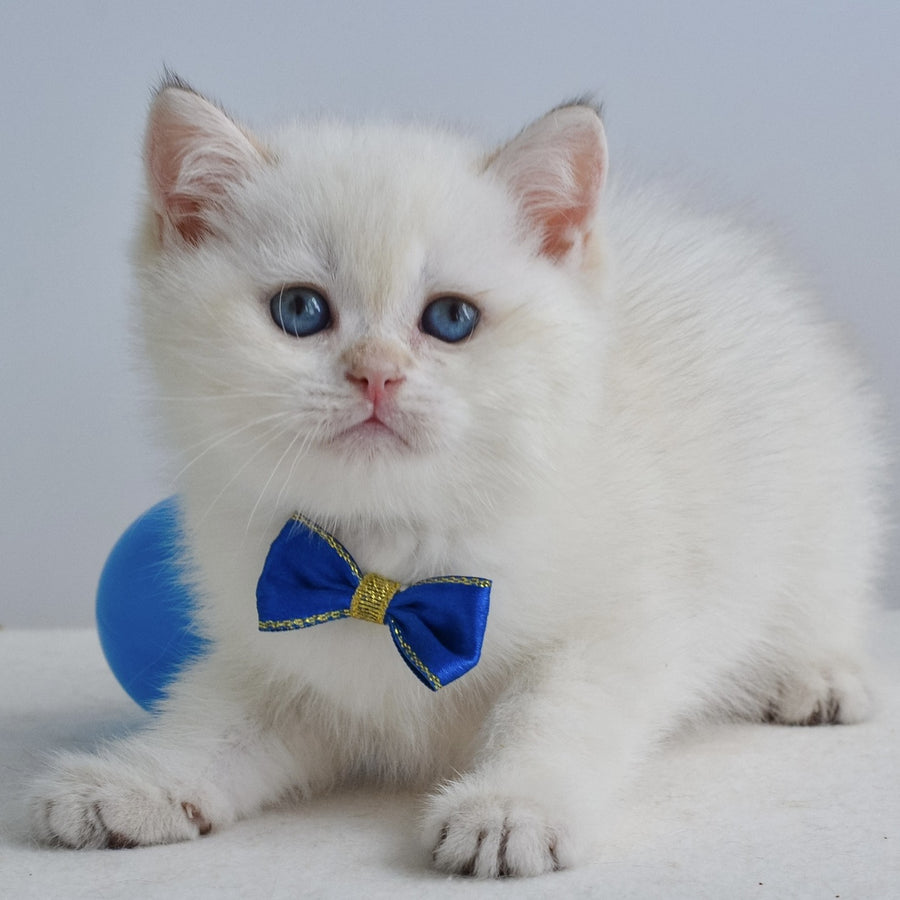 Ilan British Shorthair male, black golden shaded pointed