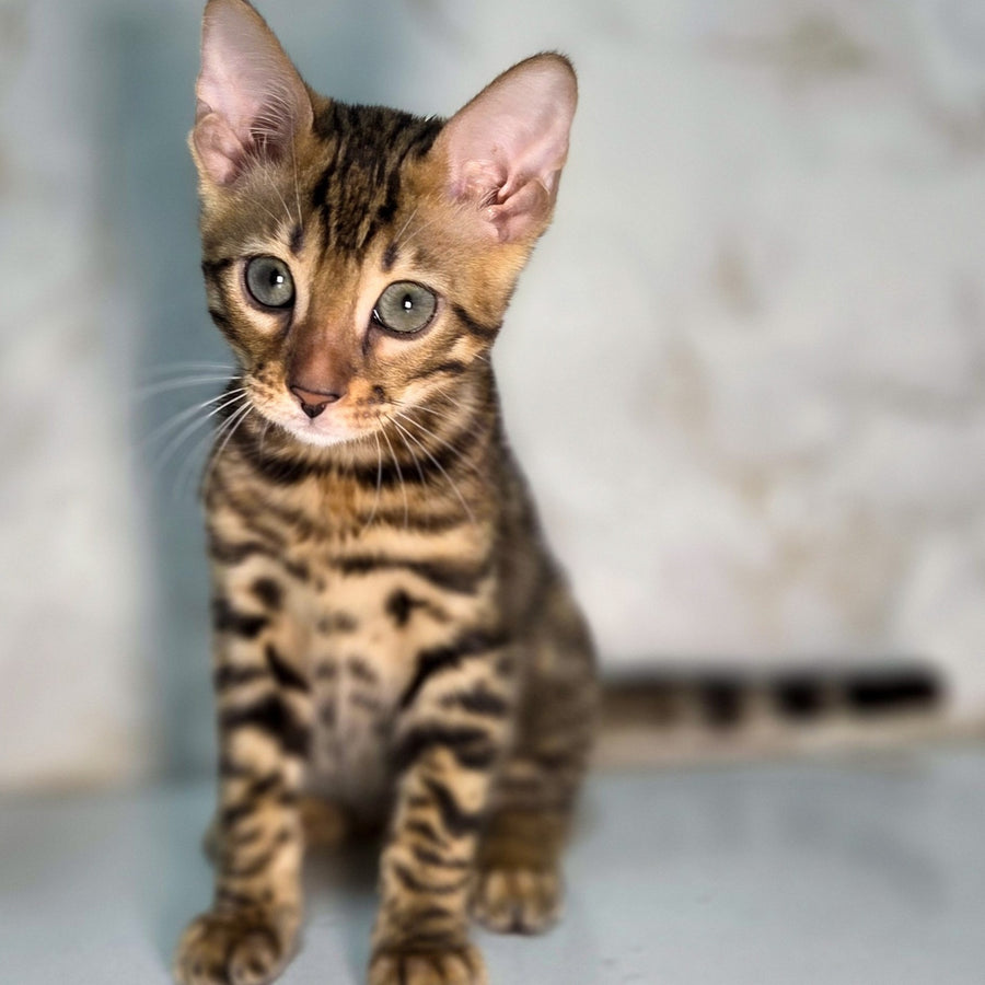 King Bengal male, black spotted tabby