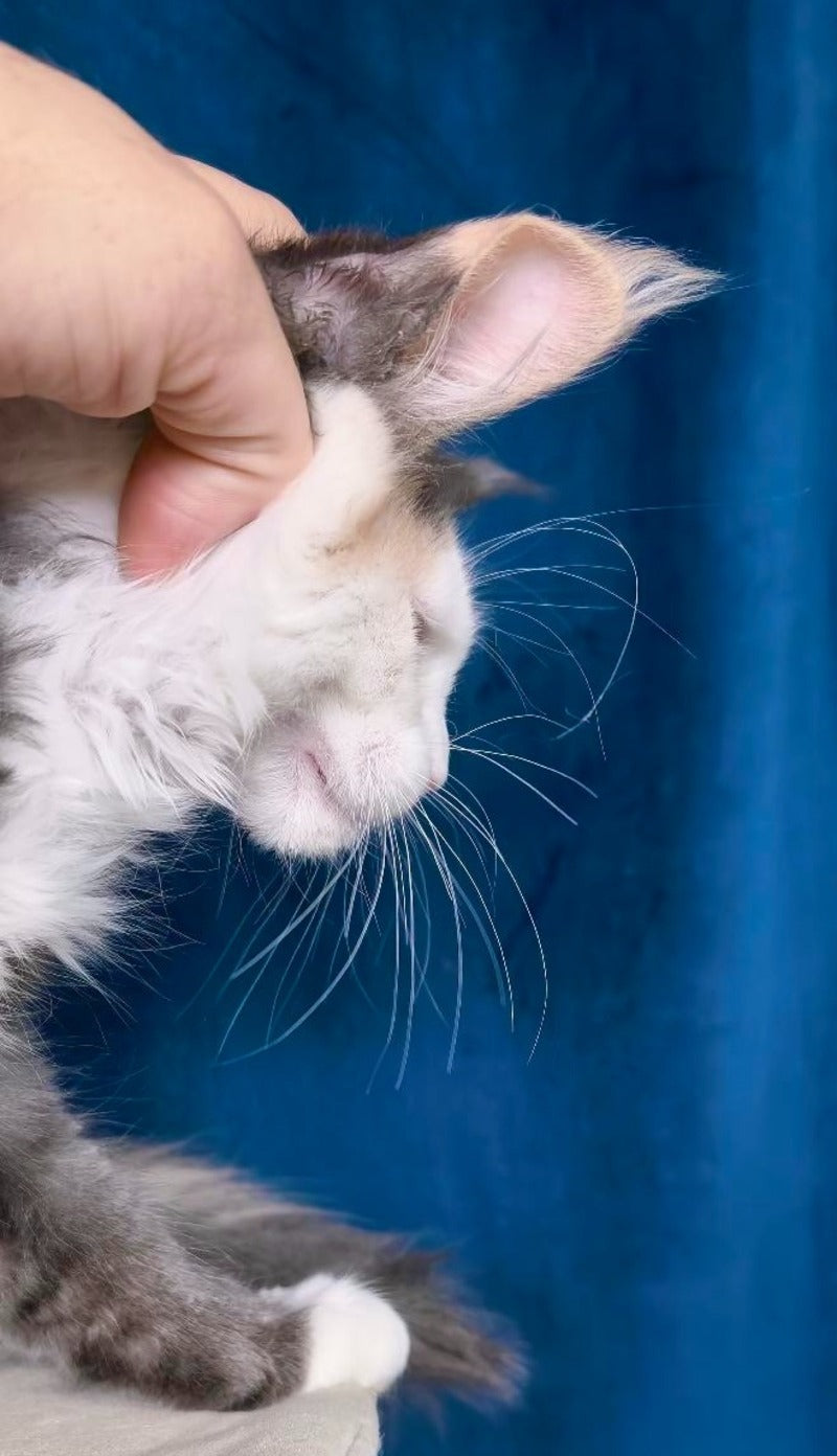 Ledi Dior Maine Coon female, blue tortie silver bicolour