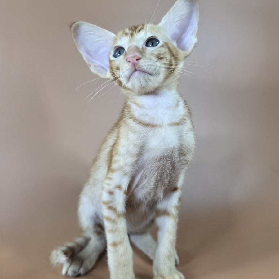 Jafar Oriental Shorthair male, red