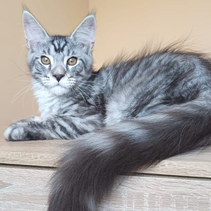 Django Maine Coon male, black silver tabby