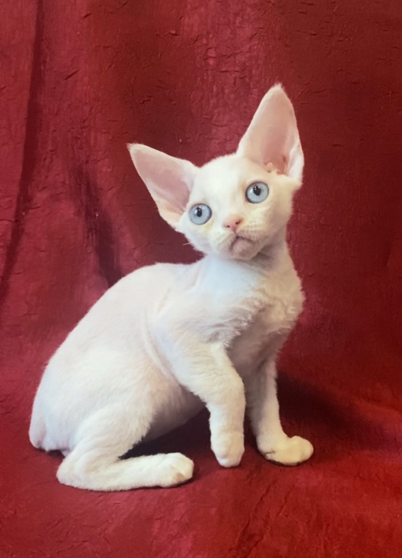 Zorro Devon Rex male, white