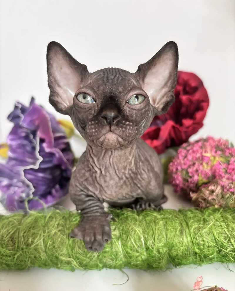Bali Bambino male black - live animals