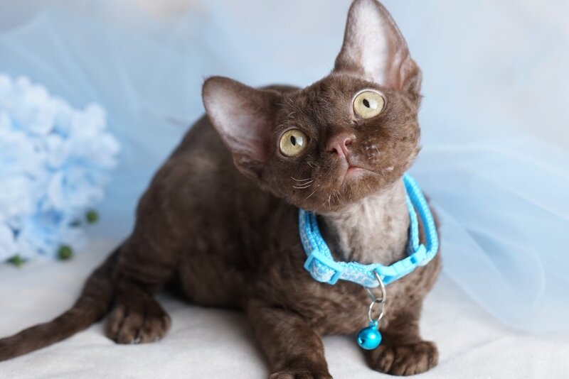 Makar Devon Rex male chocolate - live animals
