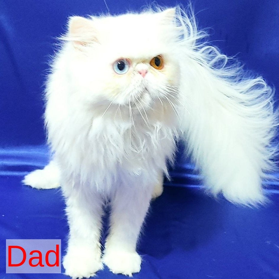 Sultan Persian male, cream pointed