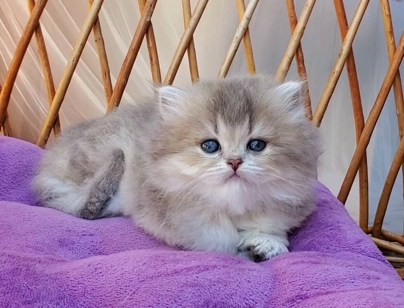 Zlata British Longhair female blue golden ticked tabby - live animals