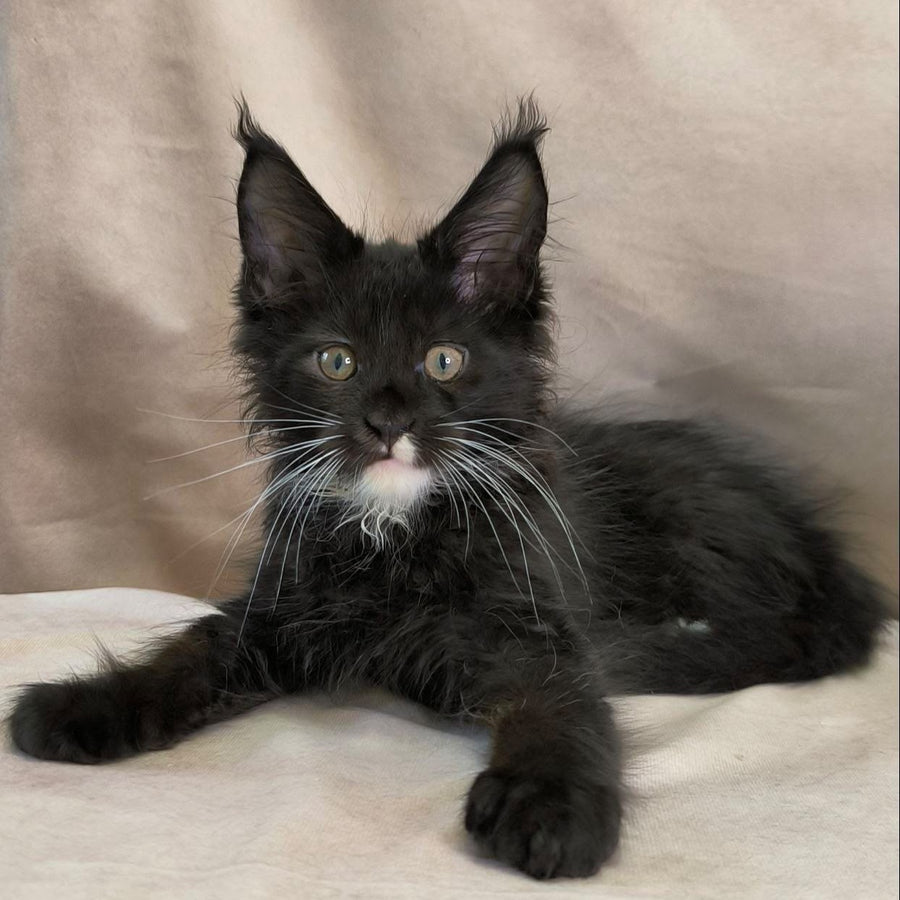 Nandi Maine Coon male, black with white