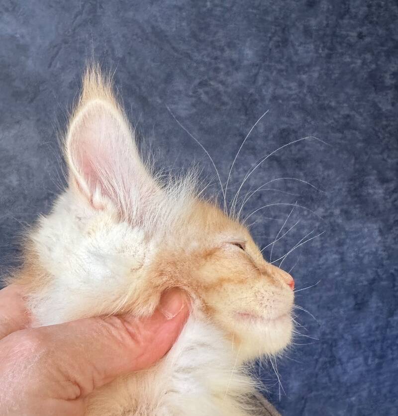 Hamelin Maine Coon male, red silver ticked tabby
