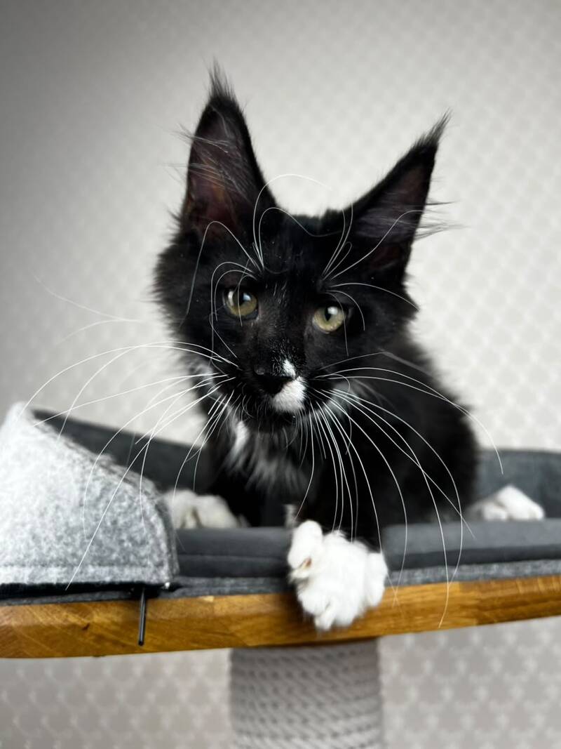 Oscar Maine Coon male, black bicolour