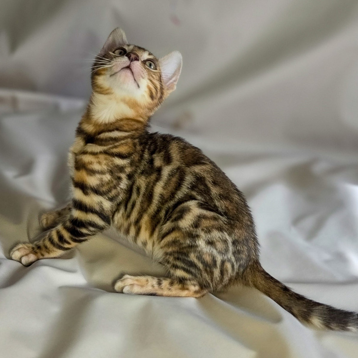 Mike Bengal male, black spotted tabby
